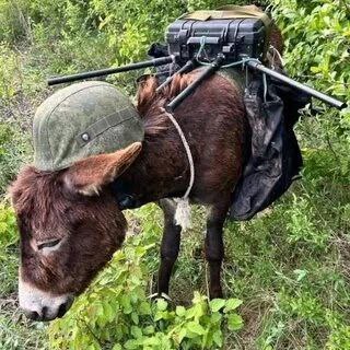 Осведомитель: Почему ...?